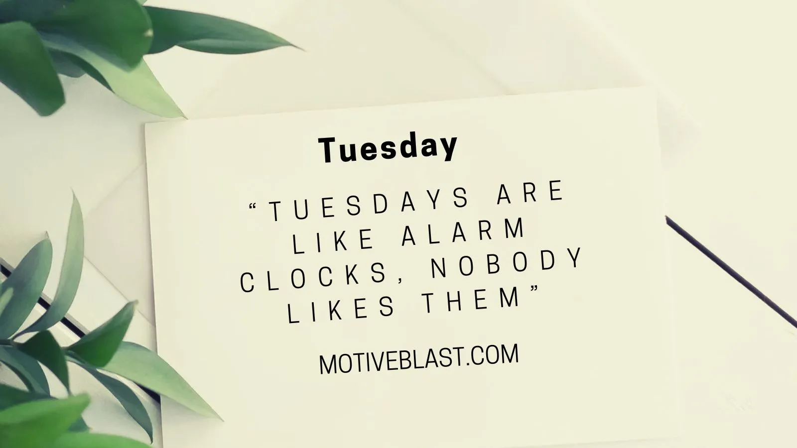 Funny Tuesday Quotes